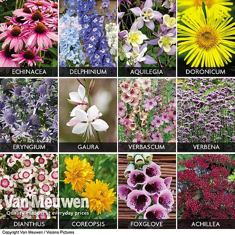 spectacular perennials collection van