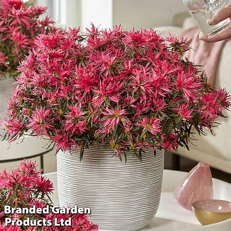 Azalea Starstyle Pink