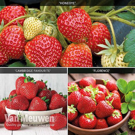 Strawberry Full Season Collection