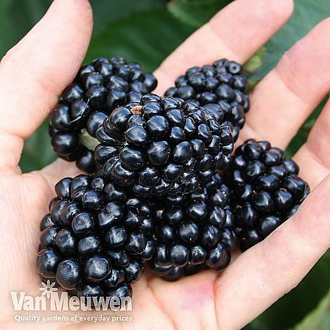Blackberry 'Coolaris Patio' (Patio Fruit)