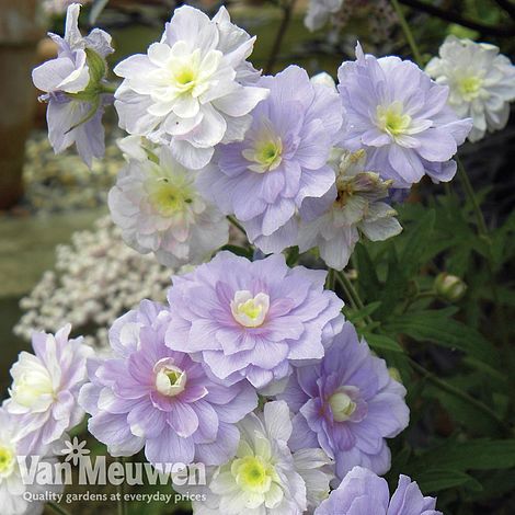 Geranium pratense 'Summer Skies' (Hardy)