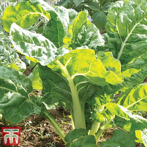 Organic Swiss Chard 'White Silver'