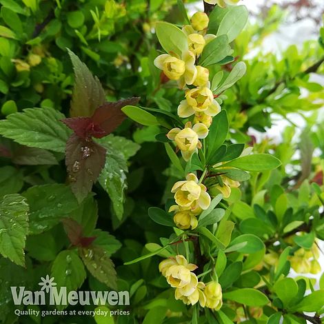 Berberis thunbergii