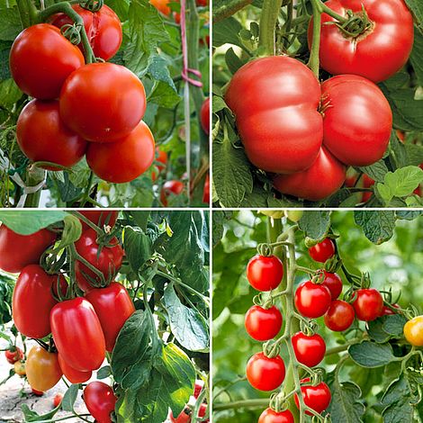 Tomato Crimson Collection (Grafted)