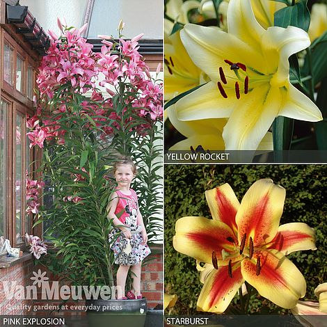 Tree Lily Collection