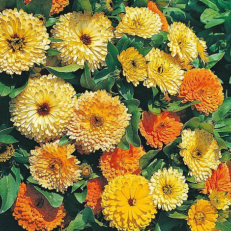 Calendula 'Art Shades' (Start-A-Garden™ Range)