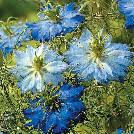 Nigella 'Moody Blues' (Start-A-Garden™ Range)