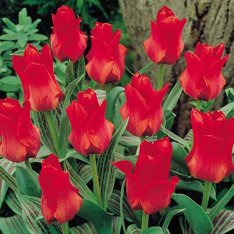 Tulip Dwarf Red Tulipa
