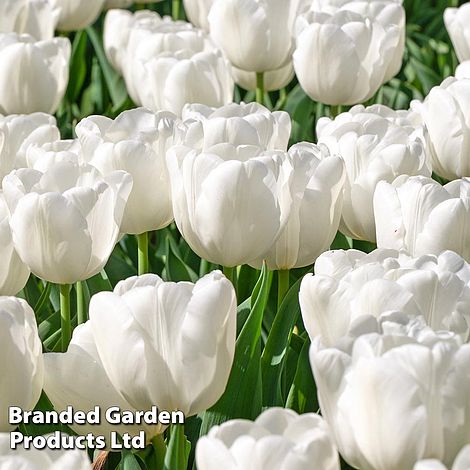 Tulip 'White Prince'