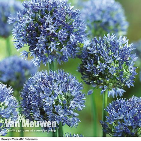 Allium caeruleum