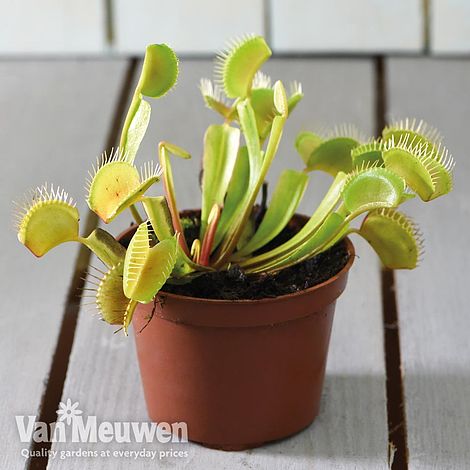 Dionaea Muscipula (Venus Fly Trap)