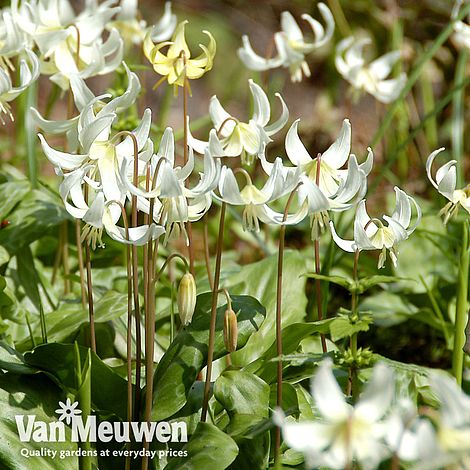 Erythronium californicum 'White Beauty'