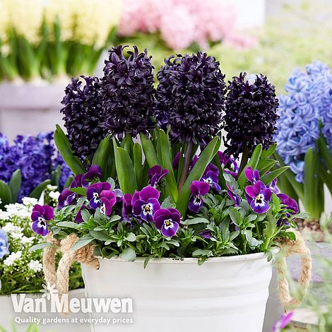 Hyacinth 'Midnight Mystic'®