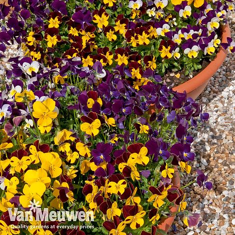 Viola 'Pot Pourri Mixed'