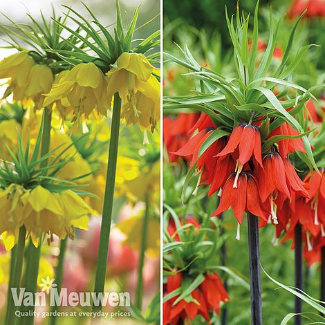 Fritillaria imperialis 'Collection'