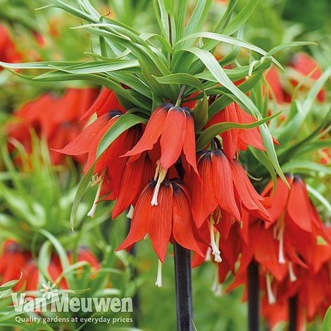 Fritillaria imperialis