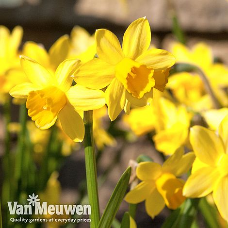 Narcissus 'Cornish Chuckles'