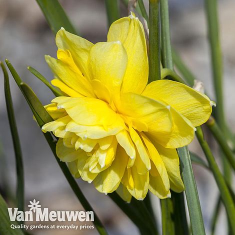 Narcissus 'Cornish Pencrebar'