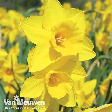 Narcissus 'Cornish Rosemoor Gold'