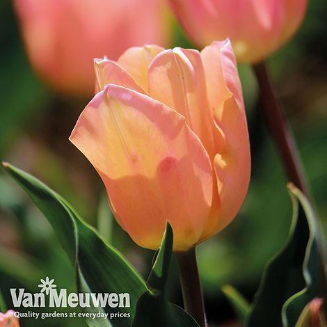 Tulip 'Apricot Beauty'