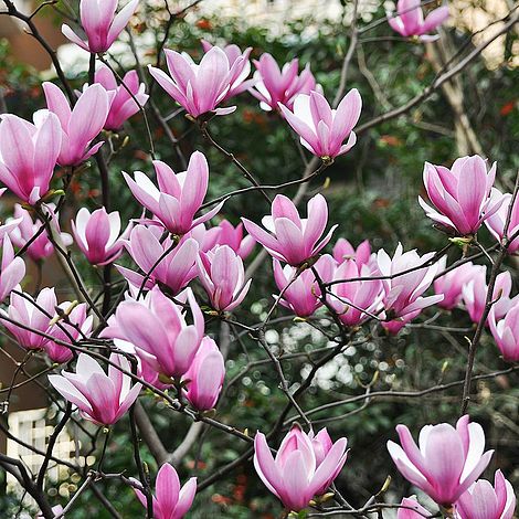 Magnolia 'Heaven Scent'