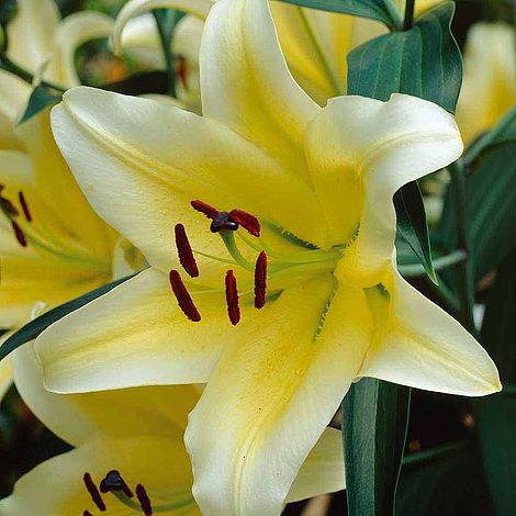 Tree Lily 'Yellow Rocket'