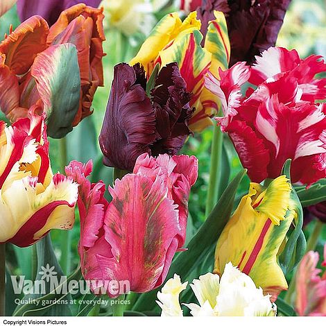 Tulip 'Parrot Mixed' | Van Meuwen