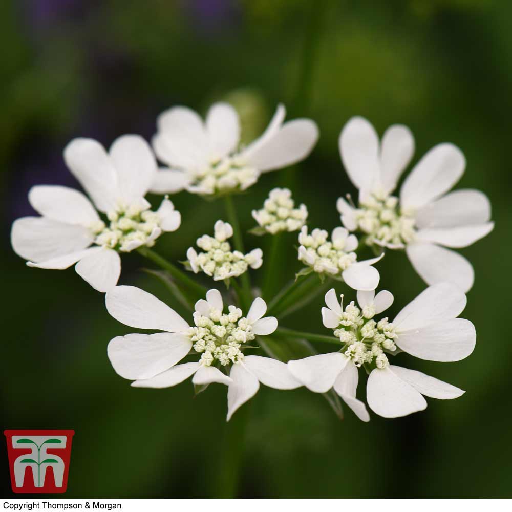 Orlaya grandiflora