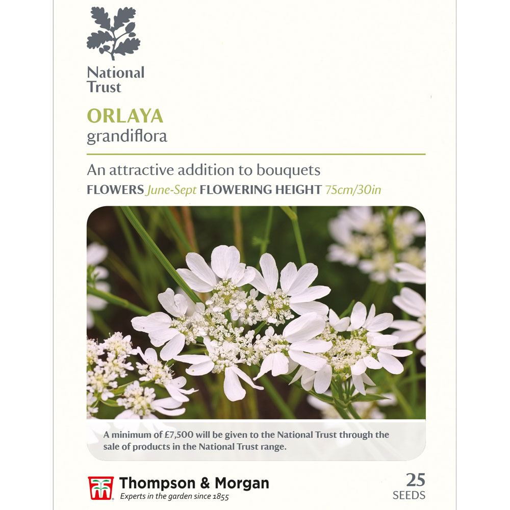 Orlaya grandiflora (National Trust)