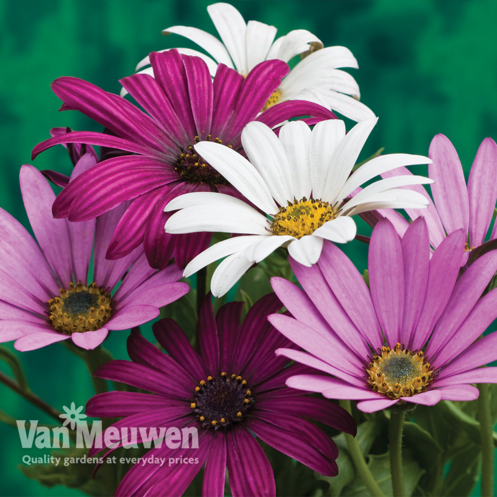 Osteospermum Hardy Collection