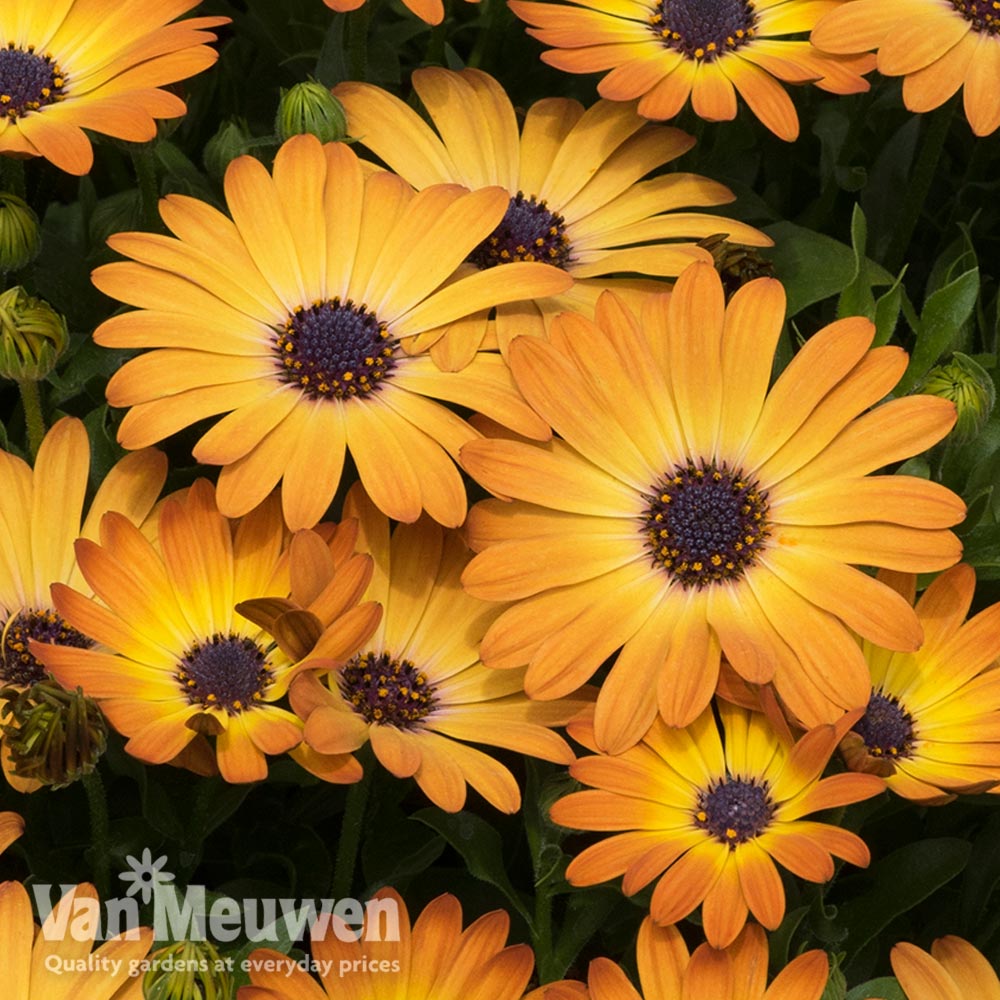 Osteospermum 'Serenity Sunshine Beauty'