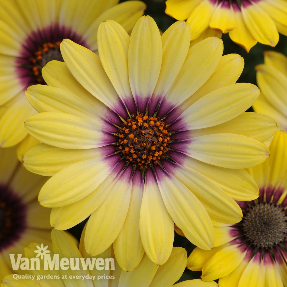 Osteospermum 'Blue Eyed Beauty'