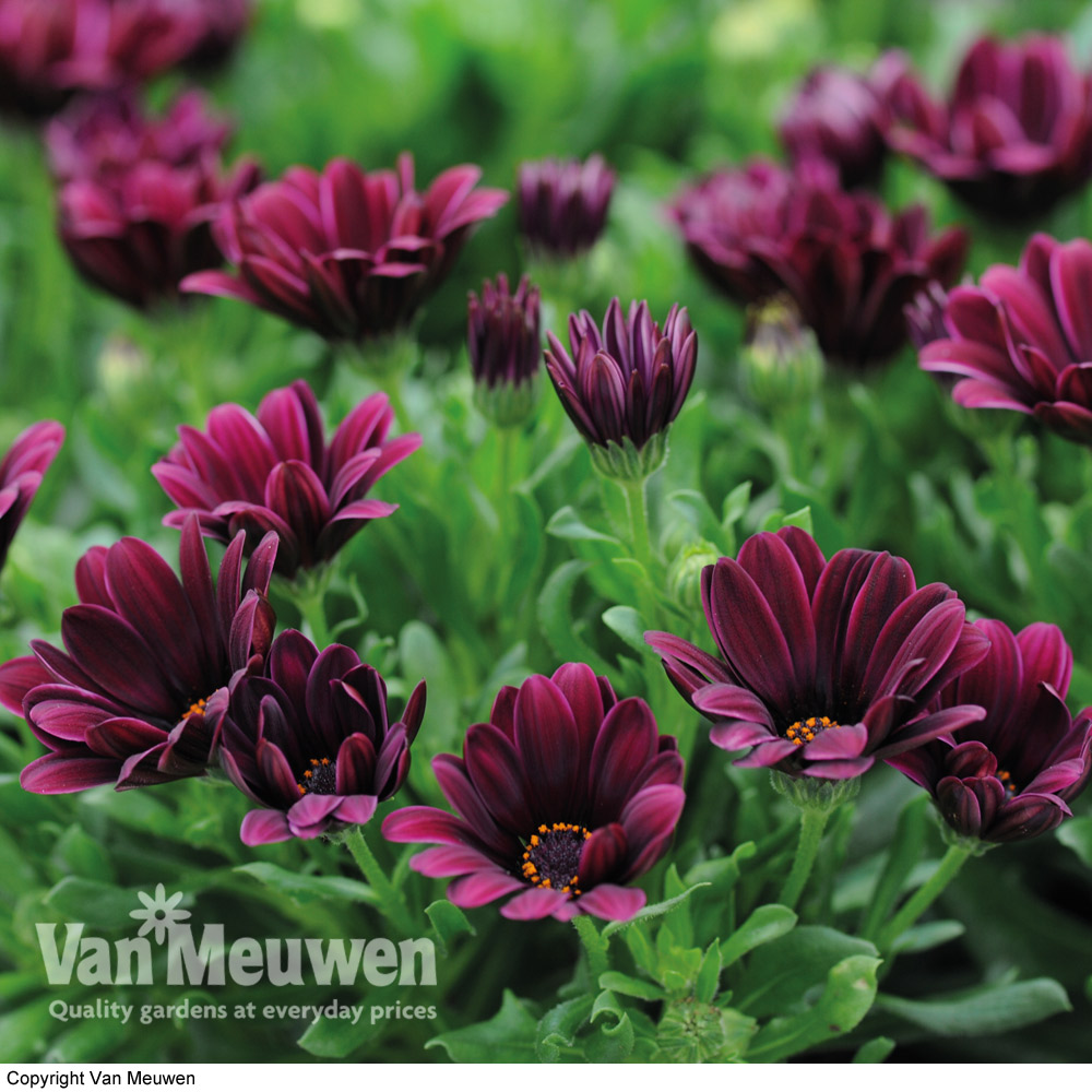 Osteospermum 'Sunny Gaia'