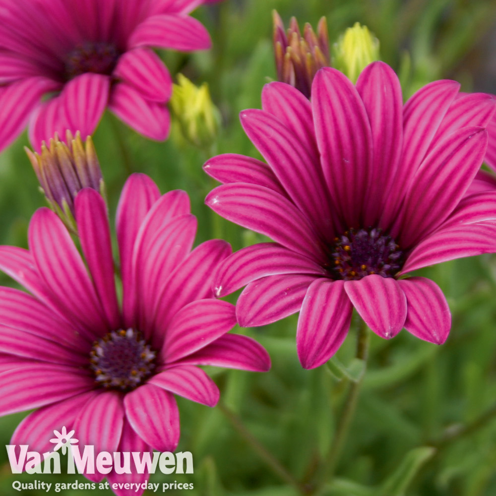 Osteospermum 'Tresco Purple' (Hardy)