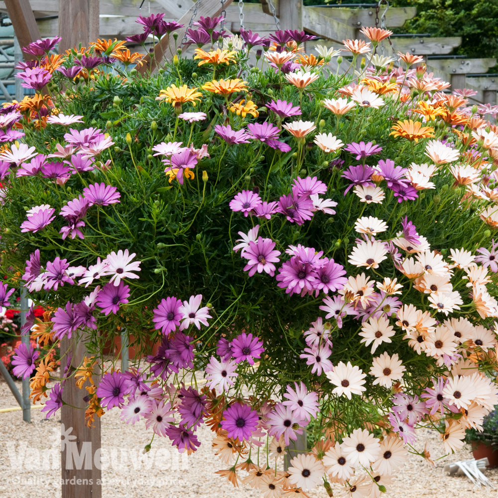 Osteospermum hybrida 'Passion Mixed'