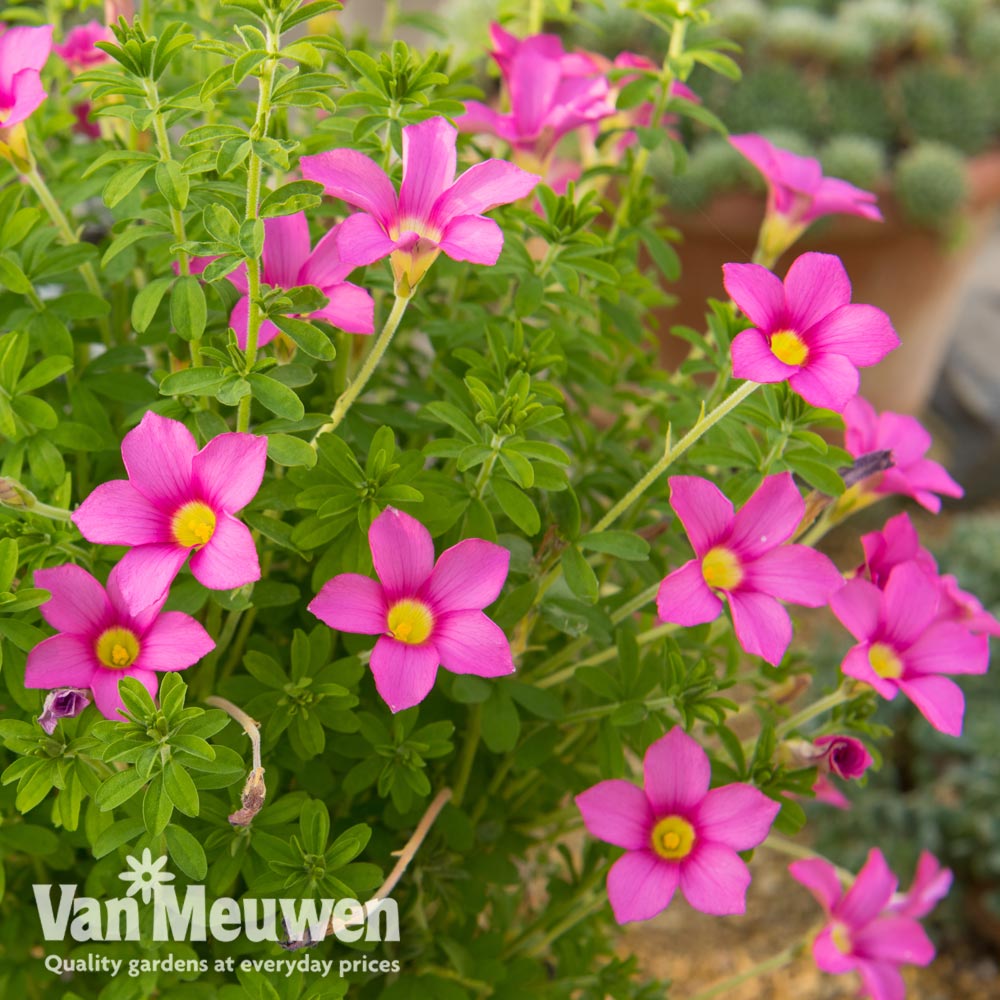 Oxalis hirta 'Gothenburg'