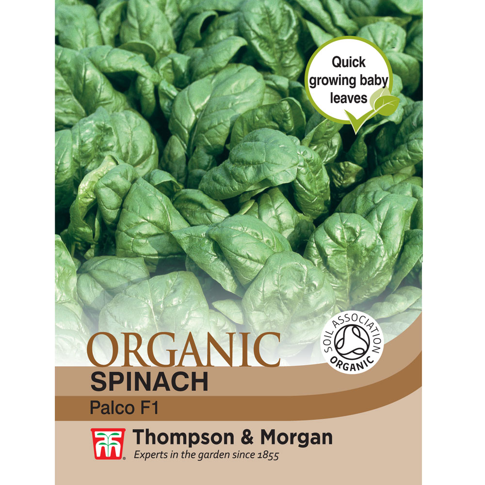 Spinach 'Palco' F1 Hybrid - Organic Seeds