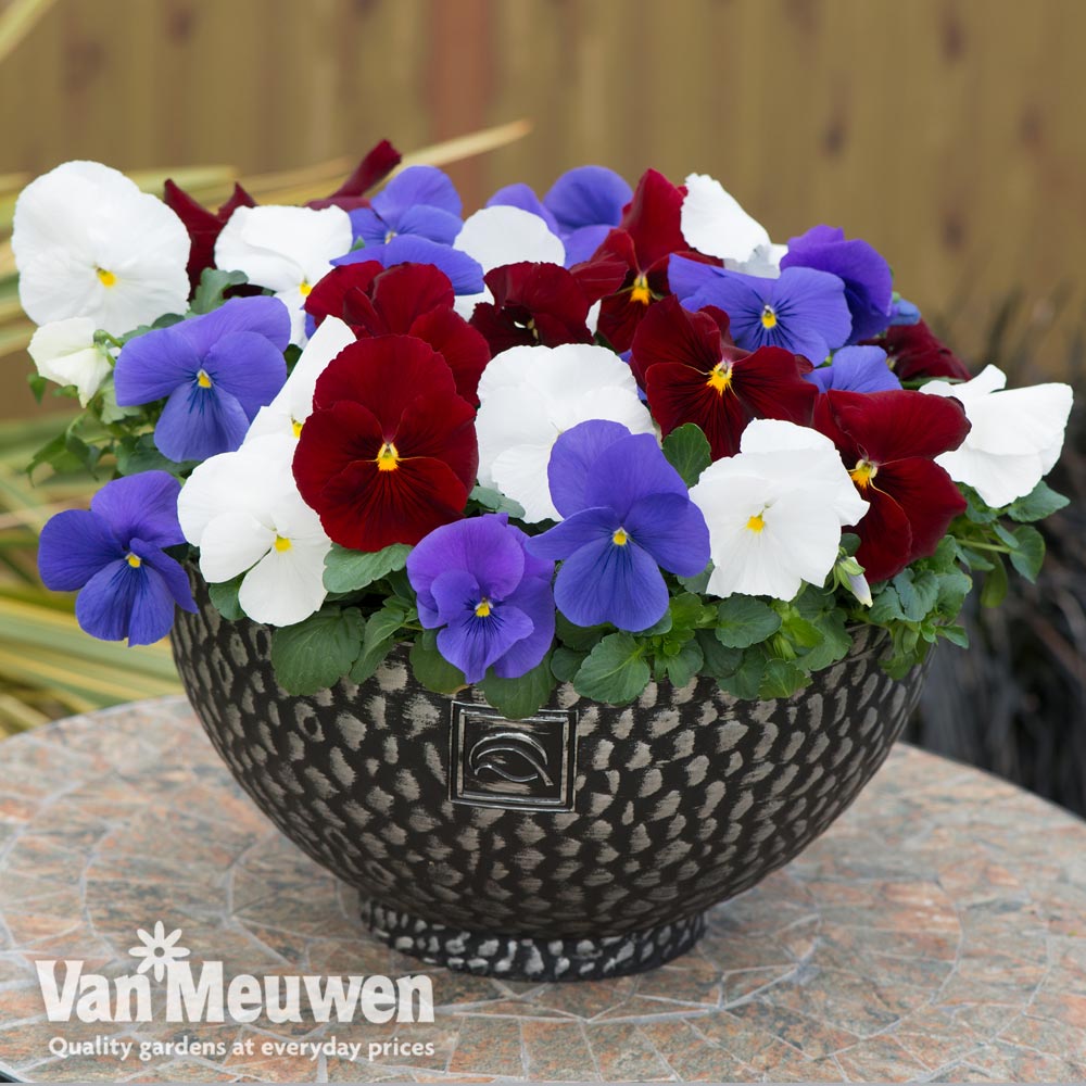 Pansy 'Brittania Mixed'