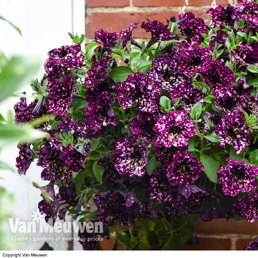 Petunia 'Pegasus Wine Splash'