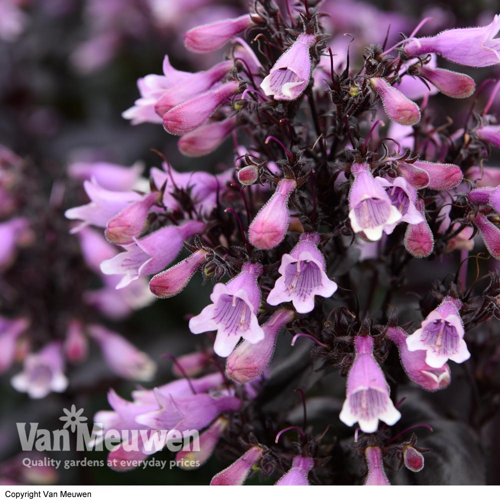 Penstemon 'Dark Towers'