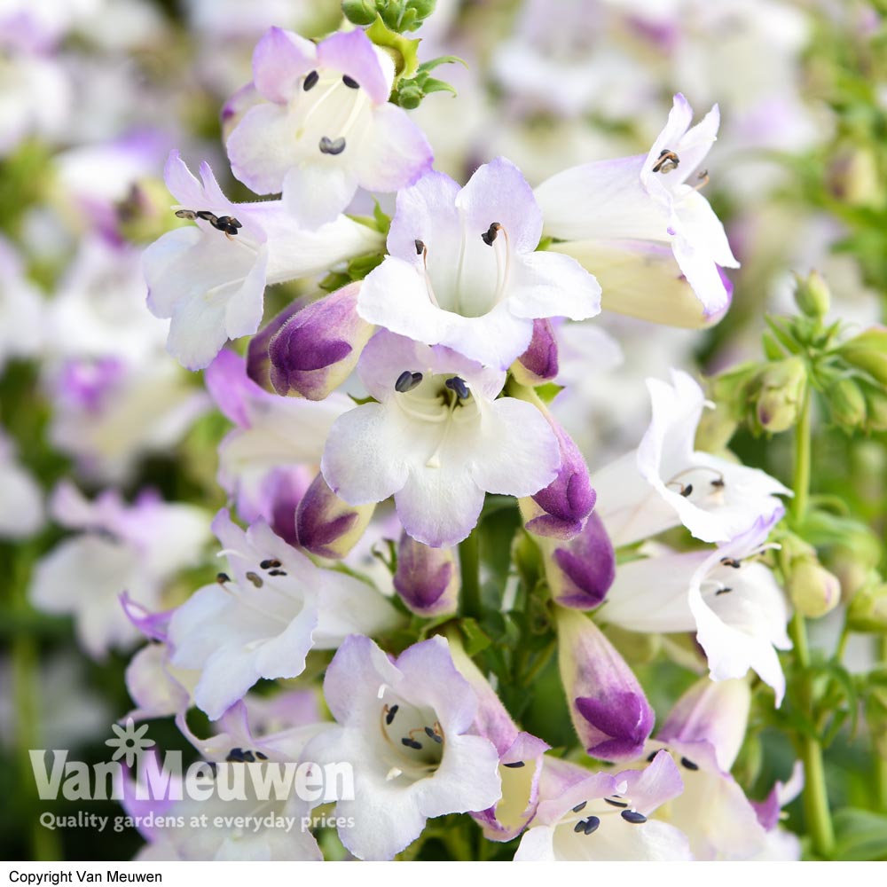 Penstemon 'Harlequin Lilac'