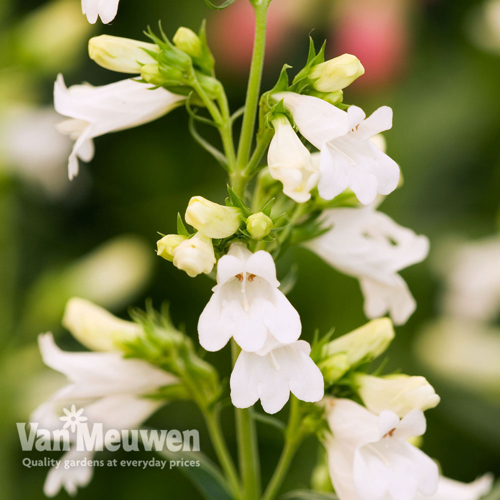 Penstemon 'Pensham Wedding Day'