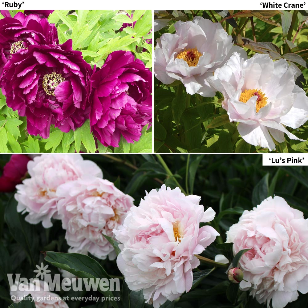 Tree Peony Collection