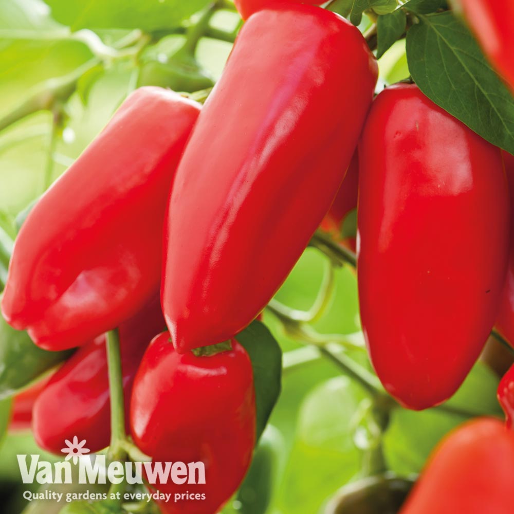 Sweet Pepper 'Snack Red'