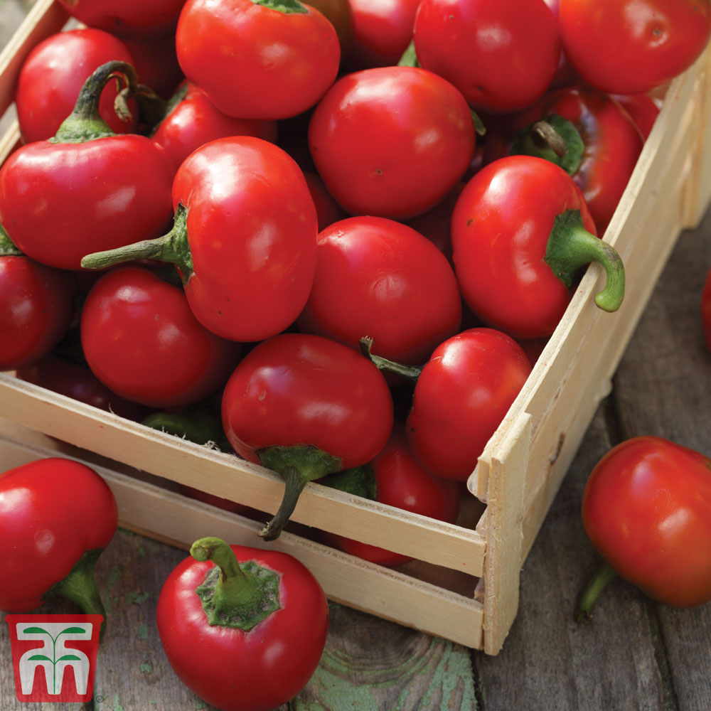 Pepper 'Ciliega Piccante'