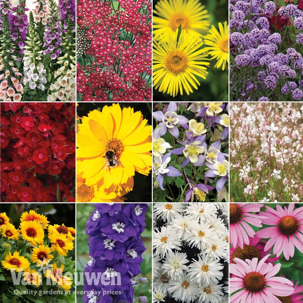 Nurseryman's Choice Perennial Mix