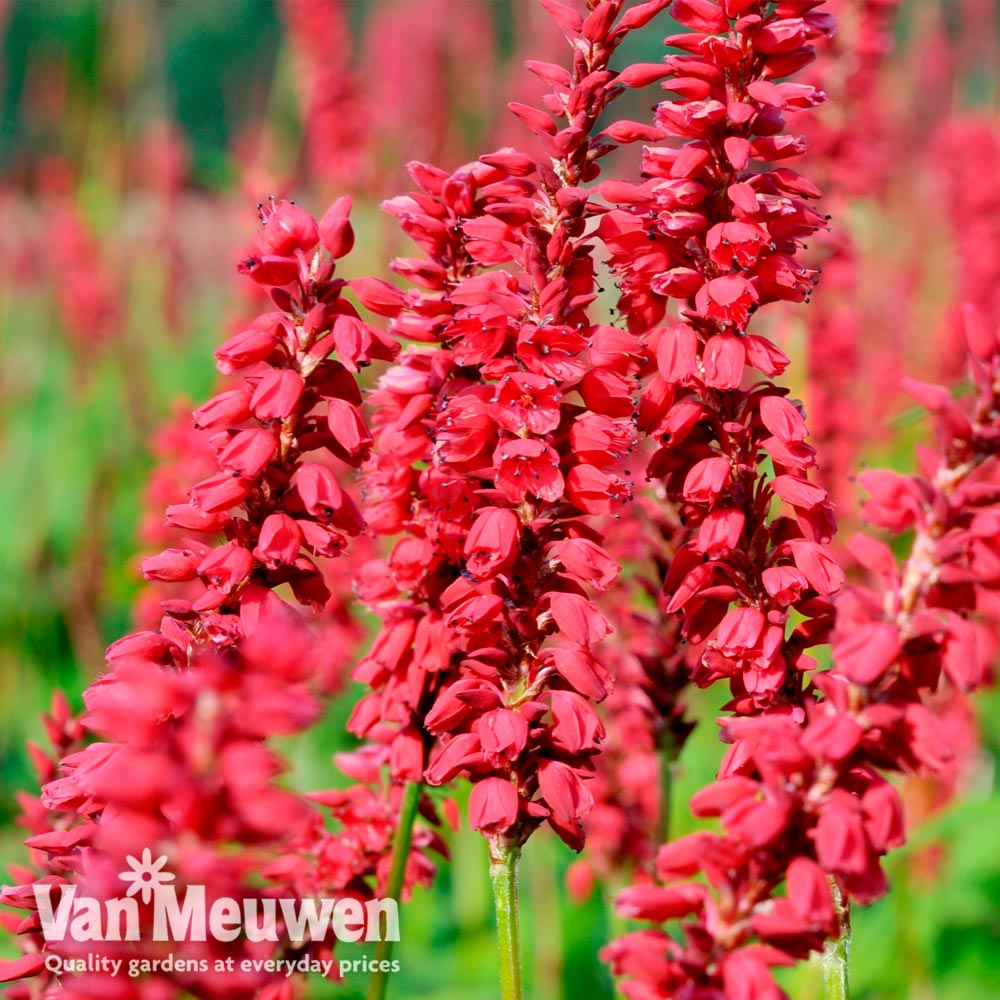 Persicaria amplexicaulis 'JS Caliente'