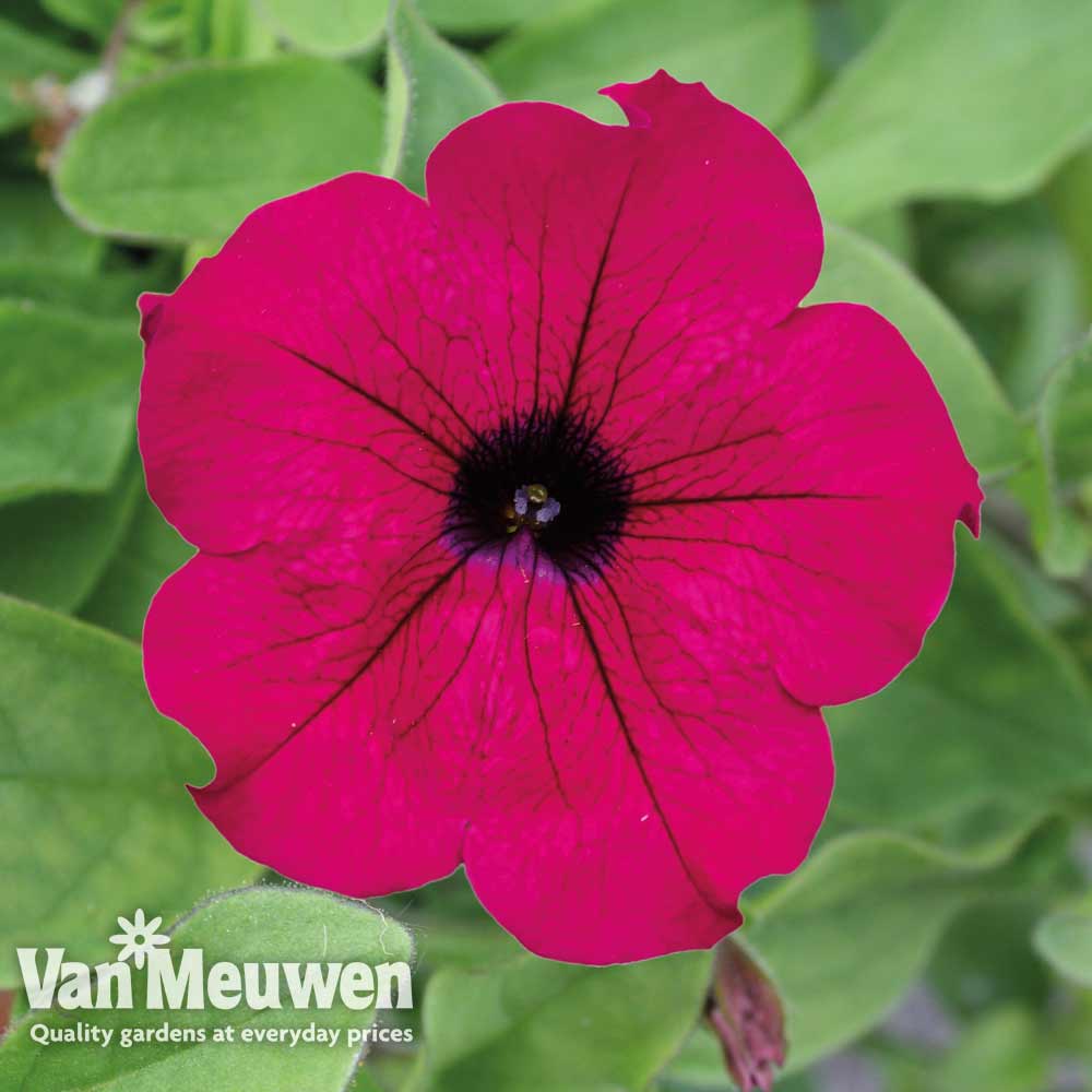 Petunia Surfinia 'Purple'