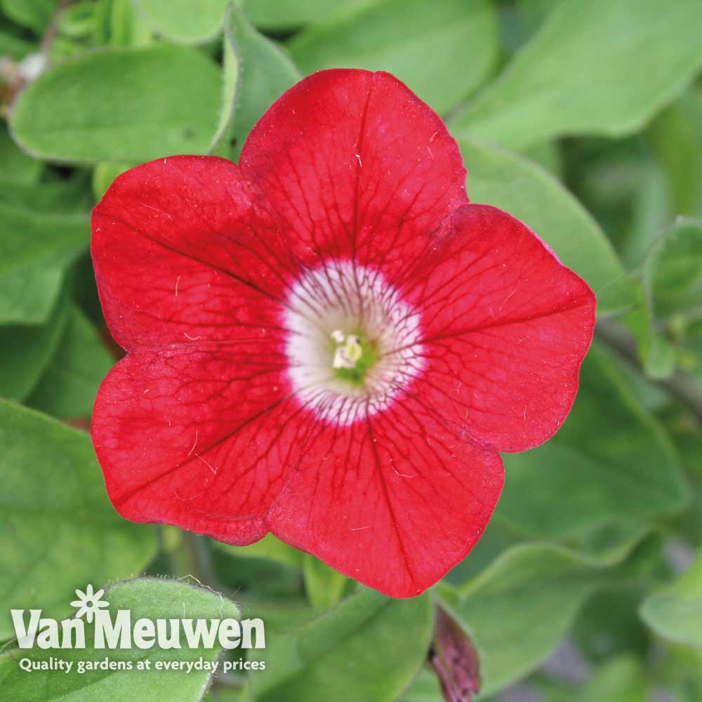 Petunia 'Surfinia&reg; Blood Red'