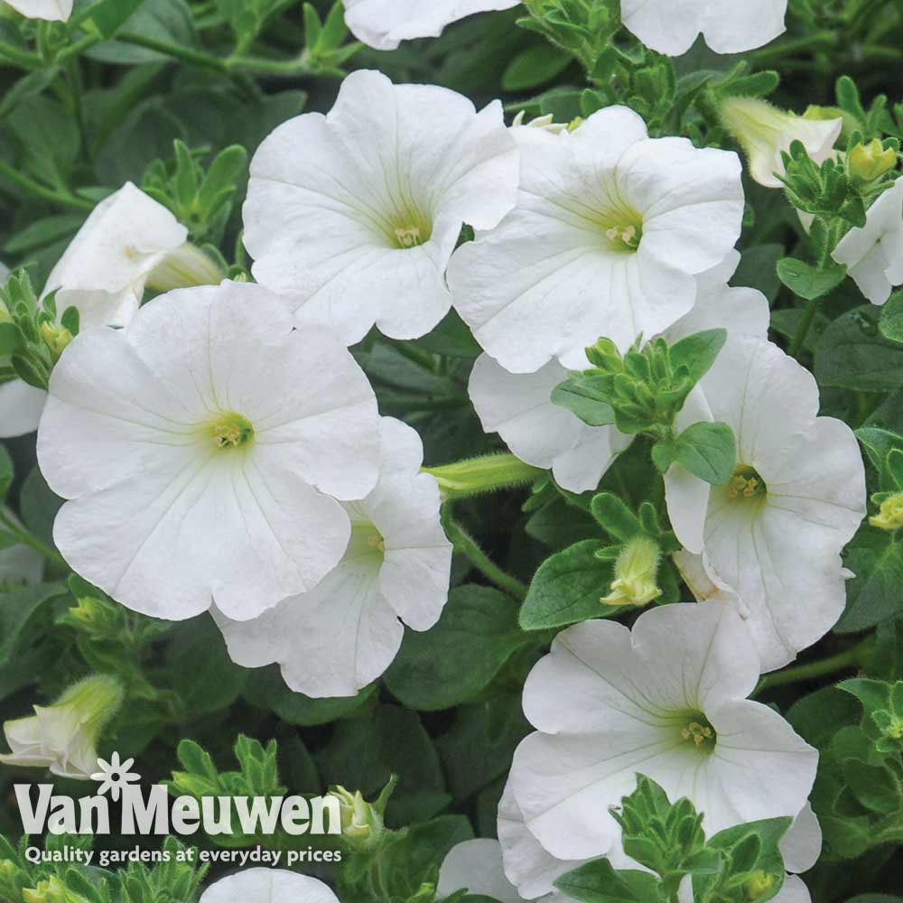 Petunia 'Surfinia&reg; White'